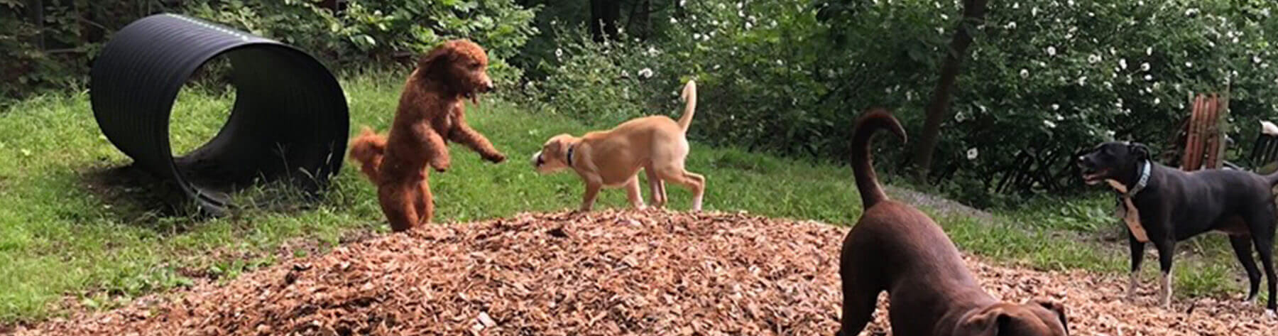 Dogs Playing at the Bark and Call Inn